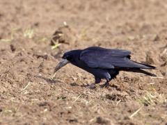 Roek  20221201  Ik kwam deze lelijkerds weer tegen in de krant. Men heeft er weer last van in Alphen wordt gesteld. Overlast door geroep en gepoep. En dat met zijn alle natuurlijk want ze wonen graag in groepen bij elkaar. Verjagen schijnt de enige oplossing daar te zijn? Maar ja, natuur heeft een prijs. En is die prijs meer dan waard!