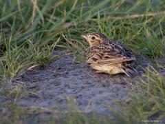 Veldleeuwerik  20221203  De auto is een prima schuiltent. Zo ook begin mei toen ik door weilanden reed. Een veldleeuwerik zocht wat eten langs de weg en  vloog niet weg toen ik daar heel rustig aan kwam rijden. In plaats daarvan drukte de leeuwerik zich tegen de grond en vertrouwde erop dat dat een afdoende bescherming bood.