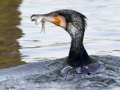 Aalscholver  20230118  Een vis vangen is een eitje voor hem. Een vis is veel sneller en niet te pakken, echter na een aantal meter spurten hapert de versnelling van de vis en wordt de aalscholver met zijn grotere motor de vis eenvoudig de baas. Na de vangst en het verorberen volgt de fase van weer opdrogen, liefst met volledig gespreide vleugels.