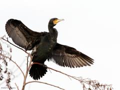 Aalscholver  20230118  Een vis vangen is een eitje voor hem. Een vis is veel sneller en niet te pakken, echter na een aantal meter spurten hapert de versnelling van de vis en wordt de aalscholver met zijn grotere motor de vis eenvoudig de baas. Na de vangst en het verorberen volgt de fase van weer opdrogen, liefst met volledig gespreide vleugels.
