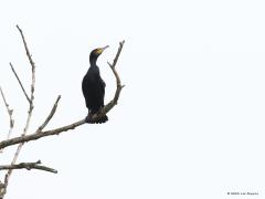 Aalscholver  20230116  Zie je hem zitten daar hoog in de takken? Ik kan me niet herinneren dat ik in mijn jeugdjaren, oef alweer een halve eeuw geleden, hier bij onze Aa of Weerijs deze aparte vogel ooit zag. Keek ik toen niet goed of was hij destijds hier niet te spotten? Ondanks een bouwfout, deze watervogel mist immers een olieklier waarmee de veren waterdicht gemaakt kunnen worden, floreert de aalscholver goed. Hij vind zijn eten uitsluiten onder water en wordt bij het foerageren dus steeds d