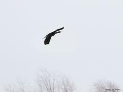 Aalscholver  20230116  Zie je hem zitten daar hoog in de takken? Ik kan me niet herinneren dat ik in mijn jeugdjaren, oef alweer een halve eeuw geleden, hier bij onze Aa of Weerijs deze aparte vogel ooit zag. Keek ik toen niet goed of was hij destijds hier niet te spotten? Ondanks een bouwfout, deze watervogel mist immers een olieklier waarmee de veren waterdicht gemaakt kunnen worden, floreert de aalscholver goed. Hij vind zijn eten uitsluiten onder water en wordt bij het foerageren dus steeds d