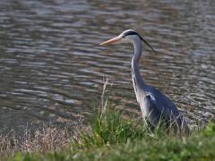 Blauwe Reiger  20221216  Het is koud nu, vorst met name 's nachts. Voor deze rover zal het vooralsnog nog wel te doen zijn. Het water is nog voldoende open en bovendien lust ie meer dan vis. Mollen bijvoorbeeld zijn ook niet veilig voor hem.