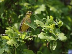 Geelgors  20221213  In het voorjaar is de geelgors een best aanwezige zanger. Hij doet veel moeite om een partner te versieren en om een stukje land voor zich zelf toe te eigenen. Hier is de typische gorzensnavel goed zichtbaar.