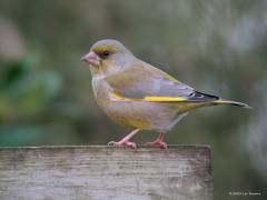 Groenling  20230107  Ik zie geen groenlingen in mijn tuin momenteel. Moet daarom terug vallen op een foto uit een eerder jaar. Ik hoop dat de soort niet te veel last heeft van het geel? Hopelijk komen ze mijn tuin weer snel bezoeken.