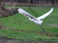 Grote zilverreiger  20230112  Hier in Zundert kun je in het buitengebied best vaak een grote zilverreiger zien jagen. Opmerkelijk is hoe deze soort de afgelopen jaren is toegenomen. Heel af en toe kun je er een op redelijke afstand betrappen. Je moet dan niet aarzelen met de camera want ze zien je snel en zijn snel op die grote wieken gevlogen.