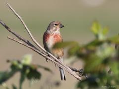 Kneu  20221227  Als dan eens een mooi gekleurd mannetje wil poseren in een bramenstruik druk je natuurlijk meermaals op de afdrukknop. Net als de vorige foto gemaakt in mei en dan zijn ze op hun mooist.