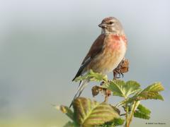 Kneu  20221227  Als dan eens een mooi gekleurd mannetje wil poseren in een bramenstruik druk je natuurlijk meermaals op de afdrukknop. Net als de vorige foto gemaakt in mei en dan zijn ze op hun mooist.