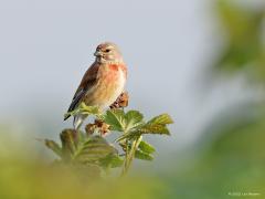 Kneu  20221226  Nee, deze foto is niet nu in de winter gemaakt maar in mei dit jaar. Toch kun je nu in de kou nog een enkele kneu tegen komen ofschoon minder mooi, minder op kleur. In de winter zijn ze niet dik gezaaid en vooral te vinden bij de schaarse voedselrijke plekken in agrarisch cultuurland. Half september begint de trek al. De doortrekpiek valt in de eerste helft van oktober, waarna de trek eind oktober grotendeels voorbij is. De eigen broedvogels vertoeven in de winter in Zuidwest-Europa