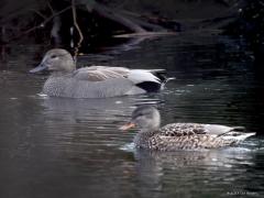 Krakeend  20230109  Toen de Groko, uh Ardo, uitbreidde, heeft het bedrijf naastgelegen wat natuur aangelegd als compensatie. In het waterplasje daar voelen momenteel enkele krakeenden zich thuis. Echt schuw zijn ze niet maar ze zwemmen wel snel de waterkant in. Ook bij deze eenden een groot visueel verschil tussen meneer en mevrouw; mevrouw hier onscherp in de voorgrond. Ze doen het goed de laatste jaren die krakeenden.