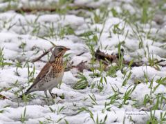 Kramsvogel  20230122  Gisteren kleurde Zundert wit. Niet erg handig in het verkeer maar wel mooi om het landschap zo weer eens te zien. Geen beste omstandigheden voor een foto, donker en regelmatig een buitje. Ook niet veel te zien maar gelukkig nog wel een groep kramsvogels.