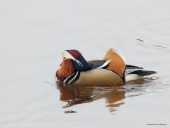 Mandarijneend  20230110  Ik kreeg een tip; een manderijneend gezien bij de Ardo. Daar bij de Ardo vond ik deze exoot echter niet. De moed niet opgegeven en daar en in de buurt herhaald gezocht. En met succes. De ongewoon kleurrijke eend, een mannetje, dobberde iets verderop rond in de Aa of Weerijs. Hij hield zich op bij een paar wilde eenden. Naar ik hoor zeggen is hij daar al langere tijd aanwezig. Ongewoon prachtig.