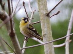 Sijs  20221224  Soms kom je een groepje tegen in een bos. Dat gaat vaak gepaard met een hoop gekwebbel van deze vogeltjes. Ze willen elkaar niet kwijtraken en roepen daarom steeds tegen elkaar waar ze zijn. Dat klinkt dan erg gezellig daar in dat bos. In de regel zitten ze hoog in de bomen. Je moet dus wat geluk hebben dat er enkele wat lager komen eten zoeken zodat je ze wat closer in beeld kunt krijgen. Dit is een mannetje dat wat mooier getekend is door het diepe zwart.