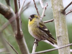 Sijs  20221224  Soms kom je een groepje tegen in een bos. Dat gaat vaak gepaard met een hoop gekwebbel van deze vogeltjes. Ze willen elkaar niet kwijtraken en roepen daarom steeds tegen elkaar waar ze zijn. Dat klinkt dan erg gezellig daar in dat bos. In de regel zitten ze hoog in de bomen. Je moet dus wat geluk hebben dat er enkele wat lager komen eten zoeken zodat je ze wat closer in beeld kunt krijgen. Dit is een mannetje dat wat mooier getekend is door het diepe zwart.