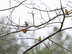 Sijs  20221223  Een van de leukere wintergastjes deze sijsjes. Bijna altijd lekker gezellig in een groepje aanwezig. Ze zijn dol op elzenpropjes.