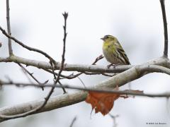 Sijs  20221223  Een van de leukere wintergastjes deze sijsjes. Bijna altijd lekker gezellig in een groepje aanwezig. Ze zijn dol op elzenpropjes.