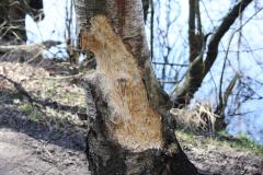 Geen bever!?  20221220  Dit voorjaar, half maart, genoot mijn buurman van een wandeling in de Pannenhoef. Bij terugkomst meldde hij dat de bever ook al in de Pannenhoef gearriveerd was. Hij had vraatsporen gezien aan een boom langs de turfvaart. Eerst zien en dan pas geloven moest ik denken. Buurman vertelde waar de boom in kwestie stond. Ik er op af met de camera. Het was dus deze boom. En inderdaad, flinke sporen. Maar geen bevertanden, geen bevervraat. 