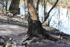 Geen bever!?  20221220  Dit voorjaar, half maart, genoot mijn buurman van een wandeling in de Pannenhoef. Bij terugkomst meldde hij dat de bever ook al in de Pannenhoef gearriveerd was. Hij had vraatsporen gezien aan een boom langs de turfvaart. Eerst zien en dan pas geloven moest ik denken. Buurman vertelde waar de boom in kwestie stond. Ik er op af met de camera. Het was dus deze boom. En inderdaad, flinke sporen. Maar geen bevertanden, geen bevervraat. 