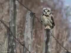 Velduil  20230104  Ruim tien jaar geleden liet in Zeeland deze velduil zich langere tijd goed zien. Ben daar toen ook eens naar toe geweest en kon na best wel lang wachten enkele foto's maken. Ik herinner me het nog goed. Als ik door mijn foto's blader en deze uil weer eens tegen kom geniet ik er nog steeds van. Helaas gaat het niet goed met deze mooie uil. Je ziet ze maar zelden.