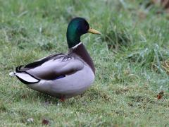Wilde Eend  20230114  Je denkt misschien, och tis maar n gewone eend. Maar is die gewone eend ook niet de moeite waard om goed te bekijken. Ikzelf vind het een mooie vogel. Hier staat hij er fier en gezond op meen ik. Zij meer ingetogen. Beide als trouw koppeltje.