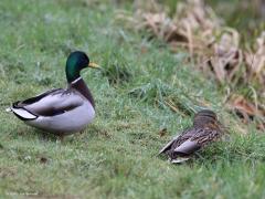 Wilde Eend  20230114  Je denkt misschien, och tis maar n gewone eend. Maar is die gewone eend ook niet de moeite waard om goed te bekijken. Ikzelf vind het een mooie vogel. Hier staat hij er fier en gezond op meen ik. Zij meer ingetogen. Beide als trouw koppeltje.