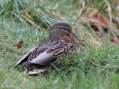 Wilde Eend  20230114  Je denkt misschien, och tis maar n gewone eend. Maar is die gewone eend ook niet de moeite waard om goed te bekijken. Ikzelf vind het een mooie vogel. Hier staat hij er fier en gezond op meen ik. Zij meer ingetogen. Beide als trouw koppeltje.