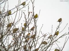 Groenling  Keep  20230203  Nee, helaas geen foto gemaakt deze winter maar gemaakt een aantal jaren terug. Dit jaar heb ik nog geen vluchtje groenlingen met kepen gezien. Voor de kepen is het wellicht niet koud genoeg. De groenlingen hebben wellicht een ziekte, het geel, onder de leden. Wel zag ik deze winter meermaals flinke groepen gewone vinken.
