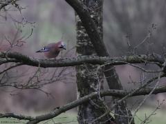 Kuifmees Gaai Roodborst   20230126  Vandaag zag ik af en toe de zon, dat was eergisteren tijdens een wandeling in de Pannenhoef niet het geval. Toen mistroostig fris winterweer met een saaie grijze levensloze lucht. En, ik vond het schrikbarend stil in het bos. Zo goed als geen vogel te horen of te zien, ook de klapekster zag ik niet. Geen omstandigheden waarbij je echt mooie vogelfoto's schiet. Mijn buit was mager enwel deze drie. Welke is nog het meest de moeite?