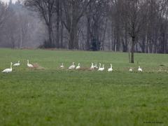 Kleine zwaan  20230125  Al vele jaren overwinteren een aantal kleine zwanen bij de Pannenhoef. Ze verblijven in een groepje samen met aan aantal knobbelzwanen. Eentje is geringd, die laat zich daar al verschillende jaren zien. Ze komen uit noord Rusland; gelukkig hebben deze Russen geen wapens bij en kunnen we nog blij zijn met hun bezoek. Het zijn immers prachtige grote vogels. Duidelijk herkenbaar aan de snavel; zwart gele snavel, het zwart tot voorbij het neusgat. Goed om te zien is dat er verschi