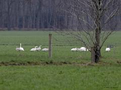Kleine zwaan  20230124  Pannenhoef