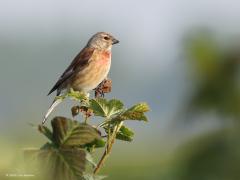 Kneu  20220503  Scherpenisse