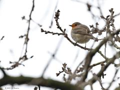 Kuifmees Gaai Roodborst   20230126  Vandaag zag ik af en toe de zon, dat was eergisteren tijdens een wandeling in de Pannenhoef niet het geval. Toen mistroostig fris winterweer met een saaie grijze levensloze lucht. En, ik vond het schrikbarend stil in het bos. Zo goed als geen vogel te horen of te zien, ook de klapekster zag ik niet. Geen omstandigheden waarbij je echt mooie vogelfoto's schiet. Mijn buit was mager enwel deze drie. Welke is nog het meest de moeite?