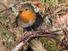 Roodborst  20230207  Gisteren een wandeling gemaakt bij de Rondgors. Fijn om het zonnetje weer eens in je gezicht te voelen. Niet veel vogels gezien en slechts eentje gaf me een kans voor een foto. En dat deed deze Robin ruimhartig. Het moet al gek gaan wil je op je wandeling niet meerdere roodborsten tegen komen. Deze kwam laag in een heg best dicht voorbij mij gehipt.