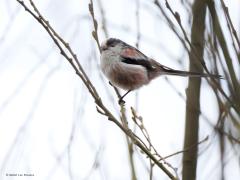 Staartmees  20230213  Sovon spreekt over maximaal 100.000 staartmezen in de winter in ons land. Een groter aantal had ik ook geloofd. Overigens zijn er in wintertijd ongeveer viermaal zoveel dan in zomertijd. Deze heeft duidelijk veel zwart op de kop, geen witkopstaartmees dus, niet vreemd want die soort is hier zeldzaam.