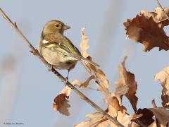 Vink  20230128  Er zijn momenteel veel vinken in ons land, misschien wel meer dan 2.000.000. In deze wintermaanden zijn er veel wintergasten uit het noorden. Maar ook onze eigen zomervogels blijven merendeels hier. Hier in beeld het vrouwtje. Veel minder gekleurd dan het mannetje. Geen rode tinten, wel bruine en gele. Niet verwonderlijk dat de vink nu zevende staat in de huidige tuinvogeltelling hier in Brabant.