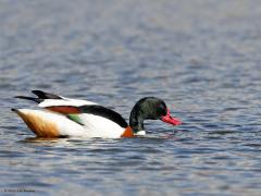 Bergeend  20230302  Grondelen wordt dit genoemd; met de kop en voorkant van het eendelichaam onder water zoeken naar waterplanten, slakken of waterdieren. Er bestaat zelfs een eendengroep die grondeleenden wordt genoemd. Maar of de bergeend ook daaronder valt? Denk van wel maar de bergeend zit een beetje tussen eend en gans in. Het mannetje onderscheidt zich van het vrouwtje door een knobbel op de felrode snavel. De bontgekleurde schakeringen op een verder wit verenkleed maken de vogel in het veld d