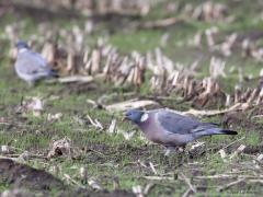 Houtduif  20230220  Ruim in de top tien van de tuinvogeltelling scoort deze zware vrij logge duif. Koolduif noemen we hem ook wel. Bij mij in de tuin woont al vele jaren een stelletje. Hun territorium wordt fel verdedigd door hen. Maar zeker in het buitengebied is de houtduif dik aanwezig. Bijvoorbeeld op oude maisvelden zijn ze te vinden waaronder best veel buitenlanders op winterbezoek.