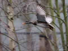 Krakeend  20230224  Bij een wandeling langs onze grote beek, de Aa of Weerijs, kom je verschillende krakeenden tegen. Meestal een stelletje, het zijn trouwe dieren. Erg bang zijn ze niet maar ze zomaar voorbij lopen laten ze ook weer niet toe. Loop je door dan gaan ze op de wieken. Ik kon dit vastleggen bij zowel het mannetje als het vrouwtje.