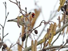 Putter  20230306  Eind januari fotografeerde ik in deze els ook al putters. Nu beginnen de katjes al flink te bloeien. Nog een tijdje levert de els veel zaadjes voor de vogels maar dan is dat ook weer over en is het weer wachten op de volgende winter. De els is een belangrijke boom, heeft veel natuurwaarde. Vinken en sijsjes zijn er bijvoorbeeld erg blij mee.