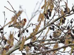 Putter  20230306  Eind januari fotografeerde ik in deze els ook al putters. Nu beginnen de katjes al flink te bloeien. Nog een tijdje levert de els veel zaadjes voor de vogels maar dan is dat ook weer over en is het weer wachten op de volgende winter. De els is een belangrijke boom, heeft veel natuurwaarde. Vinken en sijsjes zijn er bijvoorbeeld erg blij mee.
