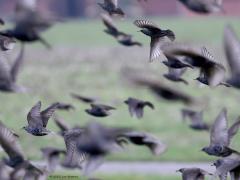 Spreeuw  20230226  Samen eten op de grond duurt nooit lang. Er heerst geen rust in een grote groep spreeuwen. Steeds een drukke bedoeling. En dan plots stijgt er een op, direct gevolgd door de rest. Allemaal recht vooruit en dan plots allemaal naar links, nee toch niet, allemaal naar rechts dan maar. Dan weer als een zwerm naar boven om plots weer in een grasland neer te duiken. Levendig en leuk om te zien.
