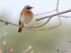 Gekraagde Roodstaart  20230427  Ik vind deze vogel wel passen vandaag op Koningsdag. Immers, deze mooie zangvogel vertoont best wat oranje in het verenkleed, zowel op borst als op stuit en staart. Deze kwam ik deze week tegen in de Chaamse bossen. Ik herken zijn lied vanaf grote afstand, komt ook omdat deze mannetjes graag vanaf een hoog standpunt zijn territorium afbakent. Ze houden meer van grote oude dennen dan van loofbomen. Het is een van mijn favoriete plaatselijke vogels.