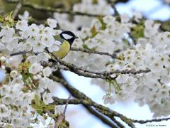 Koolmees  20230413  Thuis tuin