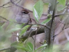 Cetti's Zanger  20230503  Deze keer een niet alledaagse foto. Want elke ervaren vogelaar zal beamen dat het heel moeilijk is om een cetti's zanger goed voor de lens te krijgen en daar een scherpe foto van te maken. Hem vinden is niet zo moeilijk want het mannetje zingt vaak en heel hard zijn goed herkenbare liedje. Maar dan hem zien is een ander verhaal want de zanger blijft altijd verscholen in de struiken. Bovendien is ie ongedurig en verspringt steeds. Om dan de camera tussen al die takjes en blaadje