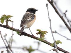 Roodborsttapuit  20230421  Bleke Heide