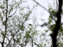 Zomertortel  20230511  Er is er weer minstens een in Zundert aanwezig. Dat vaststellen is niet zo moeilijk omdat zijn gekoer erg herkenbaar is en ver draagt. Maar hem dan ook vinden, dat is nog niet zo eenvoudig. Goed de toppen van dode bomen afzoeken is het devies. Jammer dat vaak takkenwerk in de weg zit. Daarbij komt dat in de regel de zomertortel ons eerder ziet dat wij hem. Ik sta hier denk ik op ca. tachtig meter, geen probleem voor hem, hij kijkt me strak aan. En dan is het de vraag of ie 