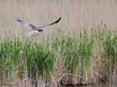 Bruine Kiekendief  20230522  Je herkent ze snel aan hun manier van vliegen. Met de vleugels gehouden in v vorm vliegen ze laag en traag over riet, moeras of akkerland. Maar soms, zoals hier, blijven ze even hangen boven een plek om even extra goed te speuren naar een muis, vogeltje of groot insect. Het uiterlijk verschil tussen man en vrouw is groot. Dit is overduidelijk een mannetje.