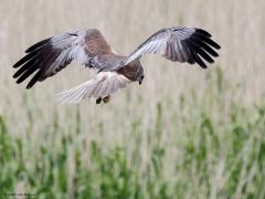 Bruine Kiekendief  20230522  Je herkent ze snel aan hun manier van vliegen. Met de vleugels gehouden in v vorm vliegen ze laag en traag over riet, moeras of akkerland. Maar soms, zoals hier, blijven ze even hangen boven een plek om even extra goed te speuren naar een muis, vogeltje of groot insect. Het uiterlijk verschil tussen man en vrouw is groot. Dit is overduidelijk een mannetje.