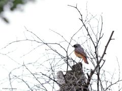 Gekraagde Roodstaart  20230609  Vooral het vooraanzicht van het mannetje is kleurrijk. Alleen de staart lijkt op die van het vrouwtje maar daar blijft het bij. Het vrouwtje is maar saai tegenover het mannetje.