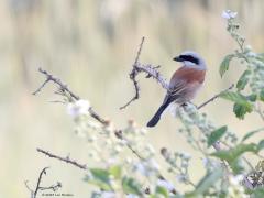 Grauwe klauwier  20230608  Broskens